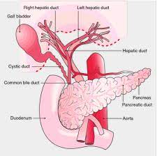 Bile consists of water, electrolytes, bile acids, cholesterol, phospholipids and conjugated bilirubin. Biliary Tract Definition Of Biliary Tract By Medical Dictionary