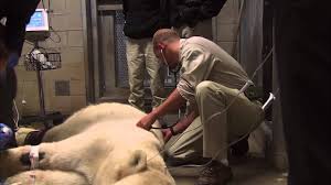 The online resource for exotic animal veterinary professionals and wildlife rehabilitators. How To Become A Zoo Veterinarian Fresh 2020 Education Salary Guide