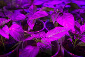 What lights do professional growers use? Best Led Grow Lights Reviews Uk 2021 Top 10 Comparison House Junkie
