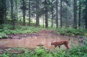 Beliebte kategorien für nationalpark plitvicer seen. Fauna Nacionalni Park Plitvicka Jezera