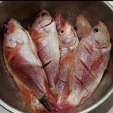 Mancing ikan tenggiri dengan umpan mati. Pempek Rafi81 Jual Pempek Ikan Tenggiri Frozen Isi 20pcs Rasa Mantap