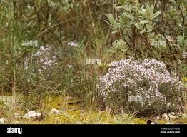 Image result for Clitandra cymulosa