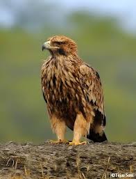 Imperial Eagle Pet Birds Birds Of Prey Beautiful Birds