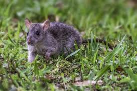The following are ways in which you can eradicate rats and. How To Get Rid Of Rats In Yard Without Harming Pets 7 Tips For Rat Control Pepper S Home Garden
