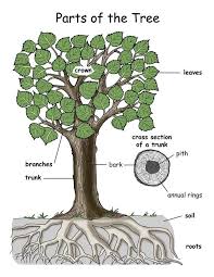 Pin On Homeschool Botany