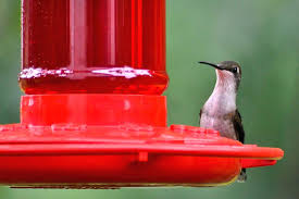 A little sugar and water is all you need; Red Dye In Hummingbird Nectar