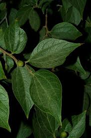 Image result for Celtis africana