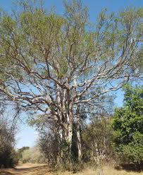 Image result for Ficus craterostoma
