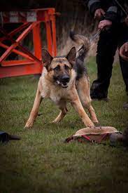 What Is A K9 Dog K9 Dog Breeds Training Duties Mec Security