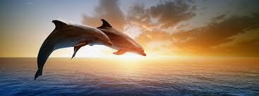 Image result for dolphins