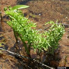 Image result for Ceratopteris thalictroides
