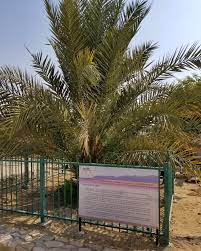 Russian names in english (english text). Judean Date Palm Wikipedia
