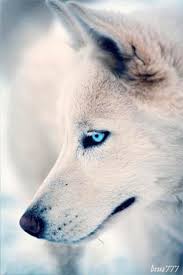 Find the best hd wolf wallpapers on wallpapertag. White Wolf Iphone Live Wallpaper Download On Phoneky Ios App