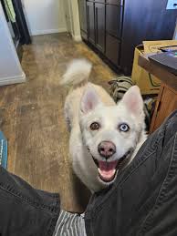 Rehoming Potty and Kennel Trained Pomskies in Inland Empire