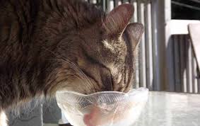Best organic cat food to buy. Organix Cat Food Reviews 2021