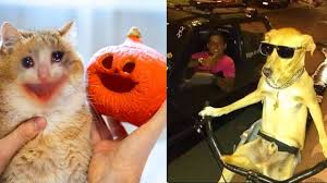 100 pet memes that will make you lol over and over again. Best Cat And Dog Memes Compilation Of 2020 Part 31 Funny Pet Memes Youtube