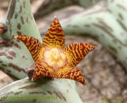 Image result for Orbea lugardii