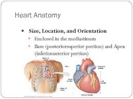 The apex of the heart moves considerably with each heartbeat, and the point of maximal impulse (pmi) can be felt on the chest wall above the apex. Anatomy Of The Heart Work Was Made By