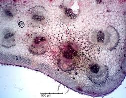 Image result for Coccinia barteri