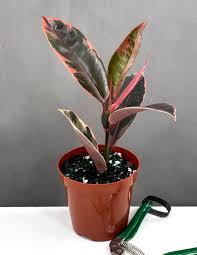 Image result for F kus Ficus