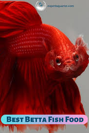 Best Betta Fish Food In 2020 Feeding Guide Top Picks Betta Fish Fish Betta