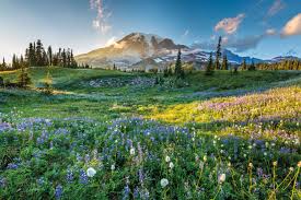 Mount rainier, also known as tahoma or tacoma, is a large active stratovolcano in the cascade range of the pacific northwest, located in mou. The Top Things To See And Do Inside Mount Rainier National Park Seattle Met