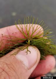Image result for Ceratophyllaceae