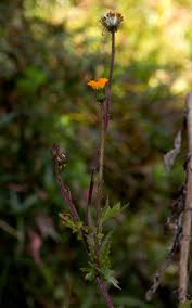 Image result for Crassocephalum uvens