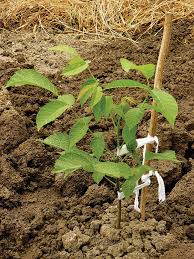 5 sweet laurel bay tree plant cuttings. Tree Propagation 101 The Secret To Growing Fruit And Nut Trees For Free