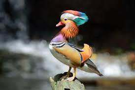 Maybe you would like to learn more about one of these? 12 Facts About Mandarin Ducks Mental Floss