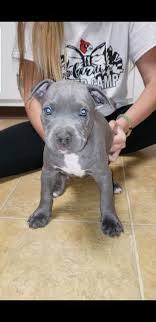 There are ten puppies all together, both mom and dad has short mouth with block size head. Blue Pitbull Puppies For Sale In Ohio