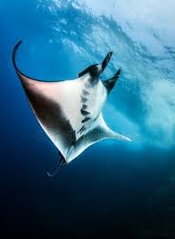 Manta Ray At Islas Revillagigedos Mexico Stock Image Manta Ray Manta Ray Tattoos Marine Animals