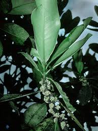 Image result for Myrsine