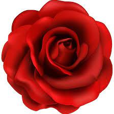 Rose Love Floor Pillow By Wealthyro9 In 2021 Rose Flower Png Red Rose Flower Rose Flower