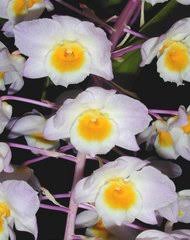 Image result for Diaphananthe subsimplex