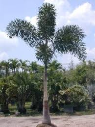 2 to 3 feet a year! Foxtail Palm Foxtail Palm Foxtail Palm Tree Landscape Front Of House