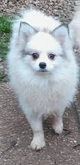 Aide aux Animaux de Charente et Charente Maritime