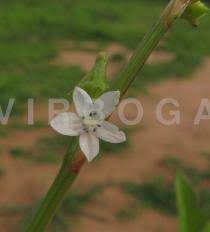 Image result for Oxygonum