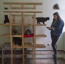 Cat clicker khan academy