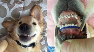 Dental for dogs in utah. Doggie Dentist Gives A Pooch Braces Abc13 Houston