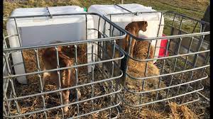 How To Build Calf Hutches On A Budget...updates On The Bottle Calves! -  Youtube