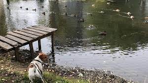 peticiya administraciya frunzenskogo rajona sankt peterb sozdanie v shagovoj dostupnosti ploshadok dlya vygula sobak change vygul sobak vladelcy sobak sobaki