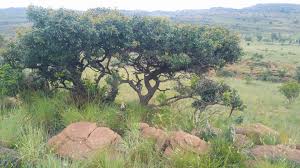 Image result for Mimusops zeyheri