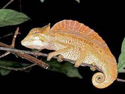 tepeli tirtilli bukalemun trioceros cristatus bir turdur bukalemun endemik afrika hewan kadal penyu