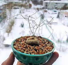 Image result for Schizobasis intricata