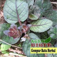 Memang rumput upas merupakan tanaman yang sdikit asing dikarenakan tidak semua masyarakat tahu apa itu rumput upas. Bibit Tanaman Gempur Batu Pohon Daun Gempur Batu Obat Ginjal Herbal Obat Batu Ginjal Shopee Indonesia