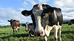 Apia subventii bovine 2015 plati. Noi CondiÈii Pentru Plata Ant La Bovine Primesc SubvenÈia Doar Fermierii Cu Animale Reale Agrotv