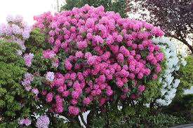 Rhododendron Hedge Rhododendron Hedges Plants