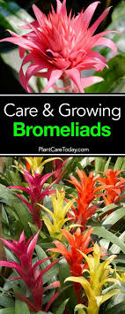 Bromeliad Plant Care Is Easy Colorful Long Lasting Flowers Bring A Tropical Touch To Landscapes Or Indoors As Houseplants Bromeliads Plants Bromeliads Garden