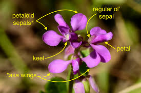 Image result for Polygalaceae